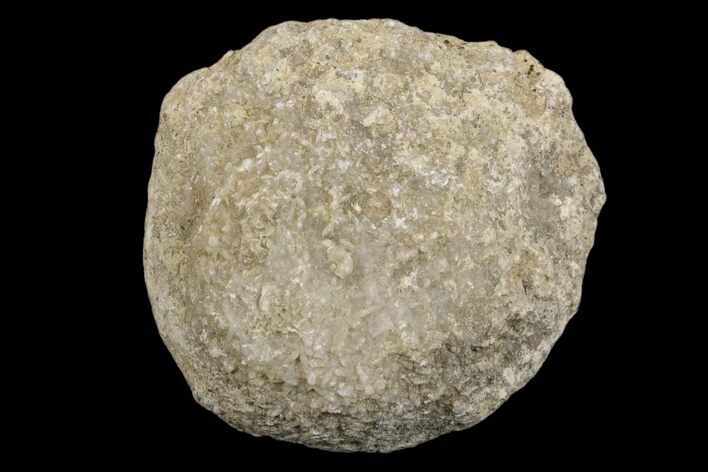 Silurain Fossil Sponge (Astraeospongia) - Tennessee #174240